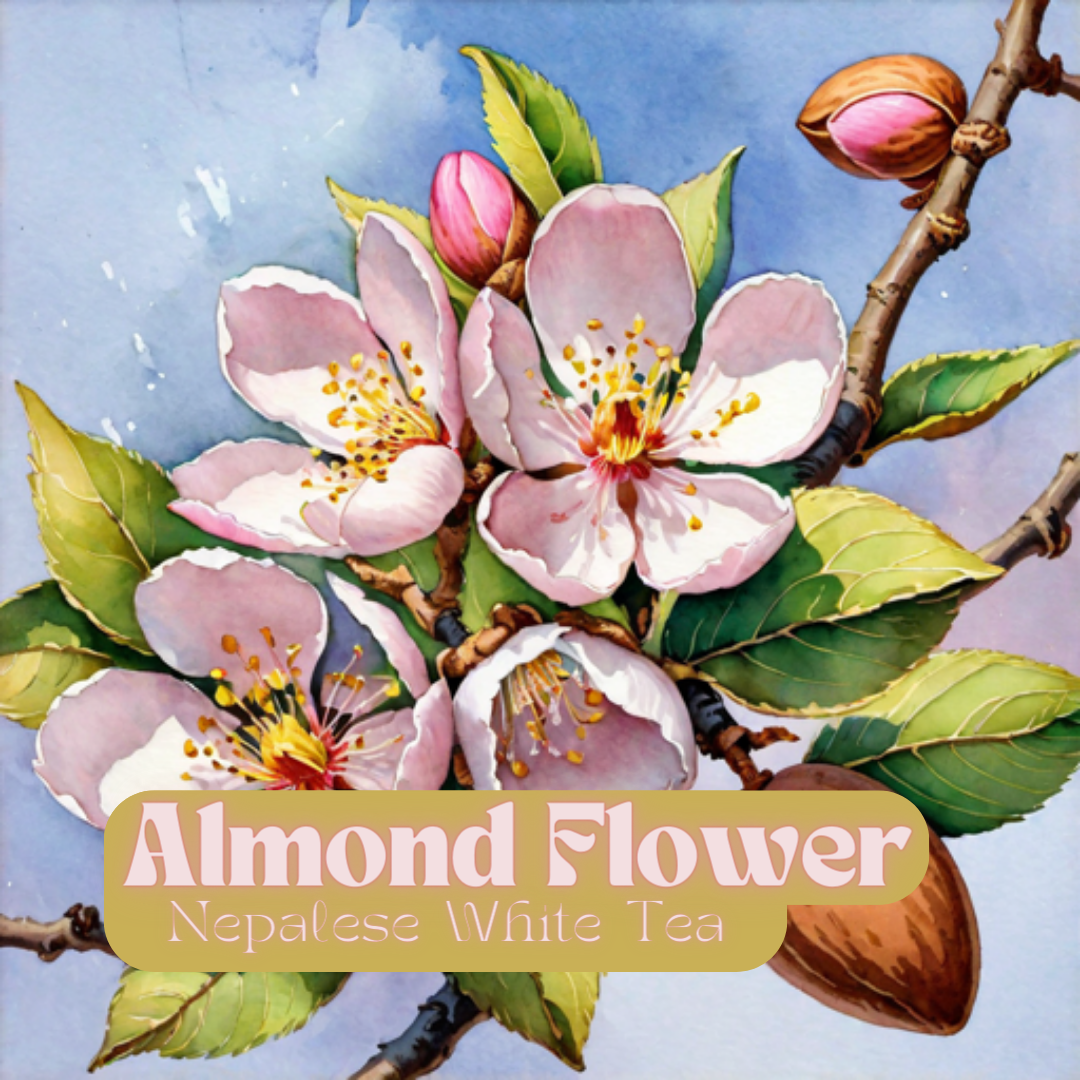 Almond Flower | White Tea